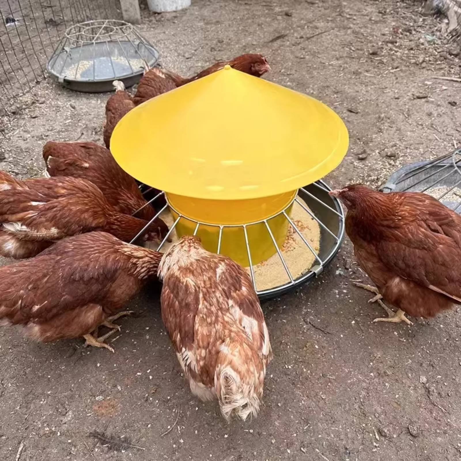 مغذي دواجن دائري كبير السعة، ح - مراجعة Feeding وسعره